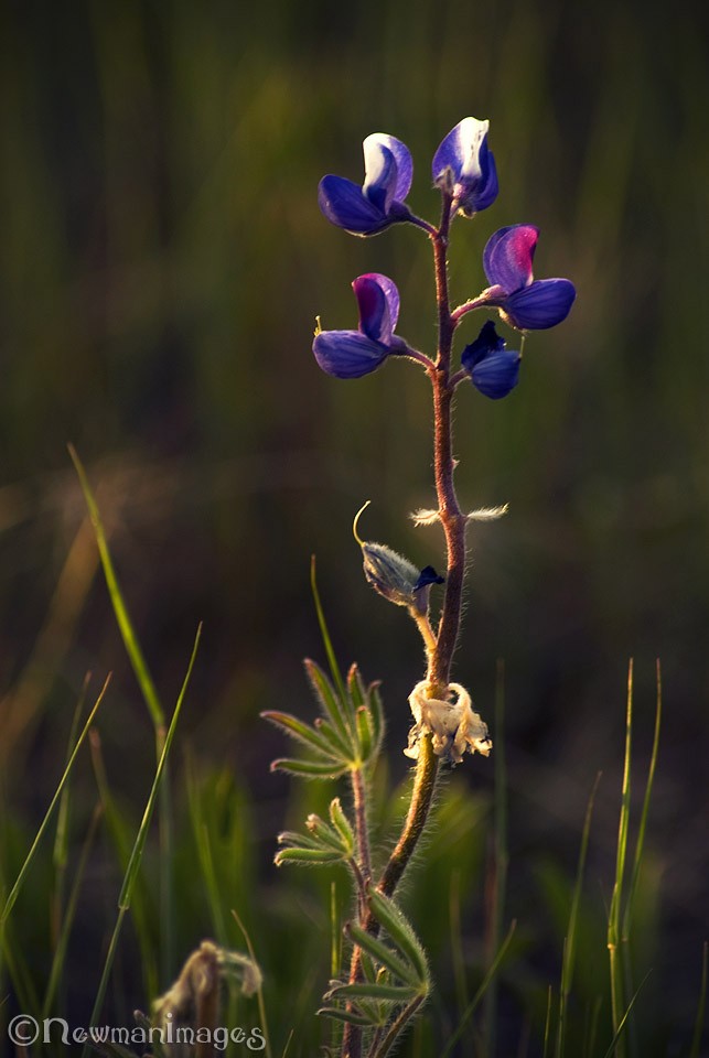 Wild Lupine on Lower Table Rock