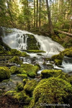 Pearsony Falls Sue Newman