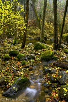 Fairy Ponds Tributary